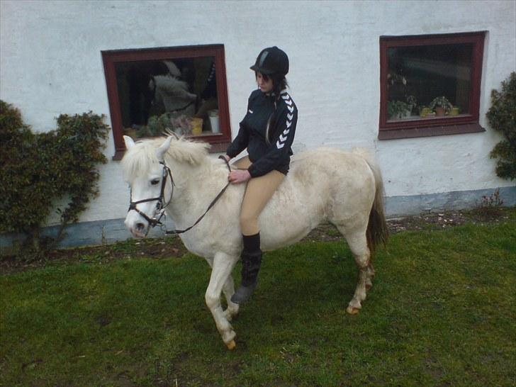 Anden særlig race Silke billede 13