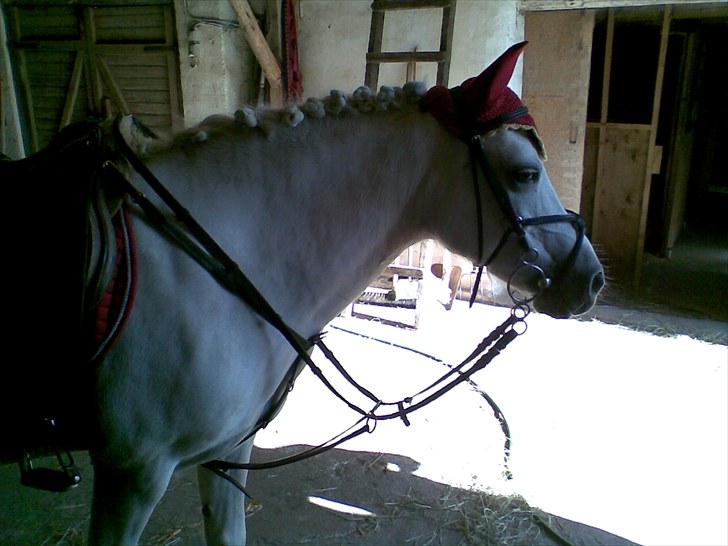 Anden særlig race Silke billede 14