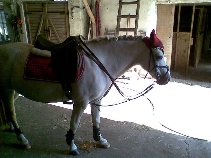 Anden særlig race Silke billede 15