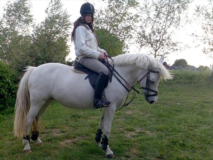 Anden særlig race Silke billede 16