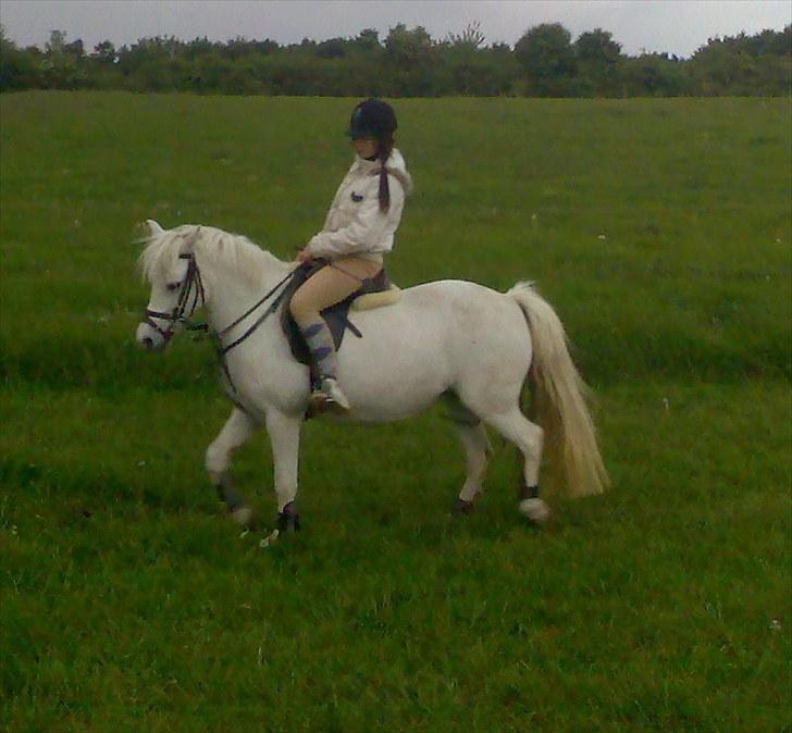 Anden særlig race Silke billede 17