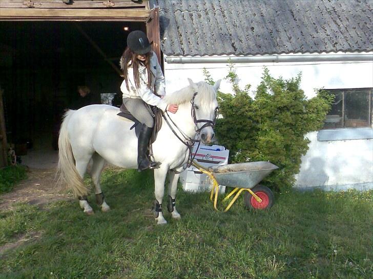 Anden særlig race Silke billede 18