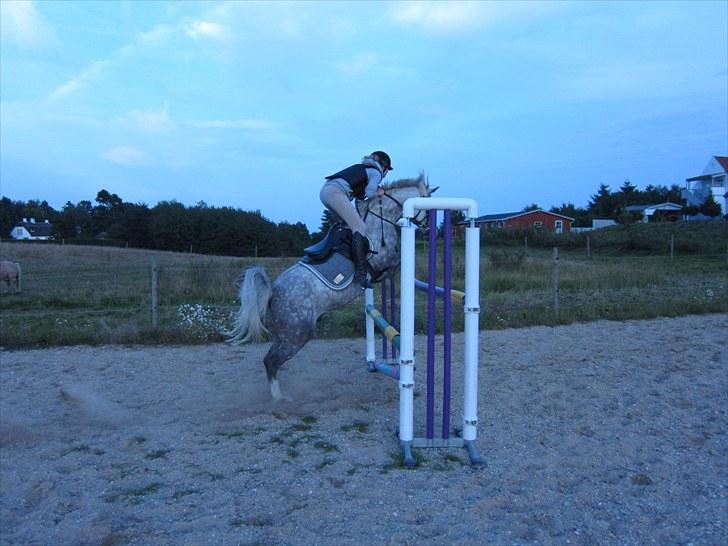 Welsh Cob (sec D) Jackpot<3 (Himmelhest) - 110 cm!! han er den bedste!!! billede 13