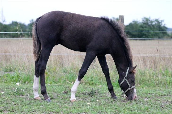 DSP GO Webmaster *solgt* - 20.08.2010 billede 10