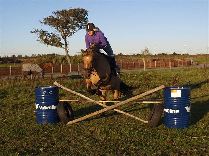 Anden særlig race Engholm's Sandy** SOLGT! - Undskyld rytter, hun tror at hun kan flyve xD billede 12