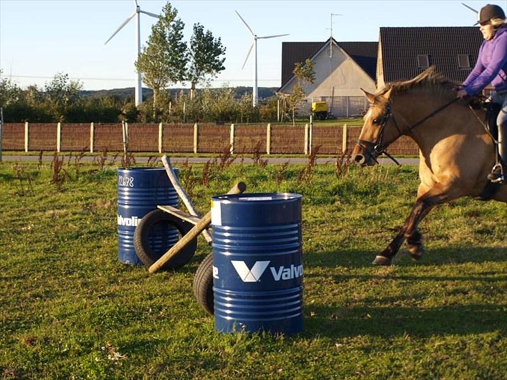 Anden særlig race Engholm's Sandy** SOLGT! - "Angriber springet, yearh!" :D billede 13