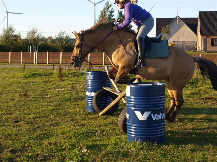 Anden særlig race Engholm's Sandy** SOLGT! billede 14