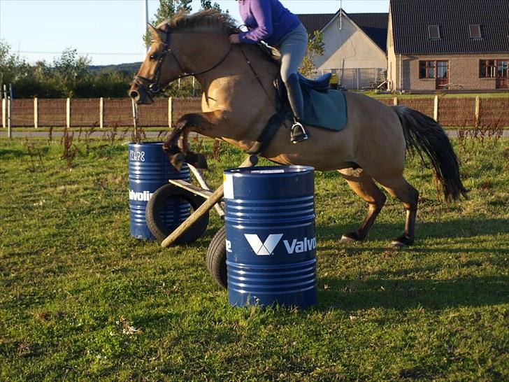 Anden særlig race Engholm's Sandy** SOLGT! billede 15
