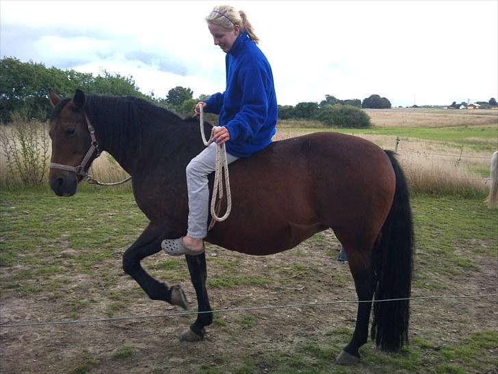 New Forest /Pinto   Celine -  Cille  - 29/8-10 . En slags spanske skridt :* . Foto: mor billede 20