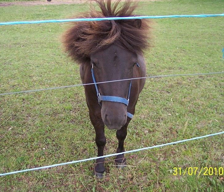 Shetlænder Esprit MS, SOLGT billede 1