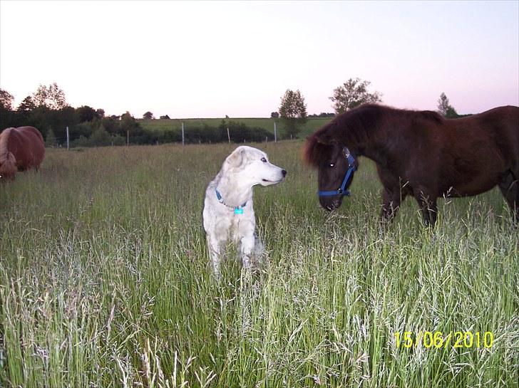 Shetlænder Esprit MS, SOLGT billede 2