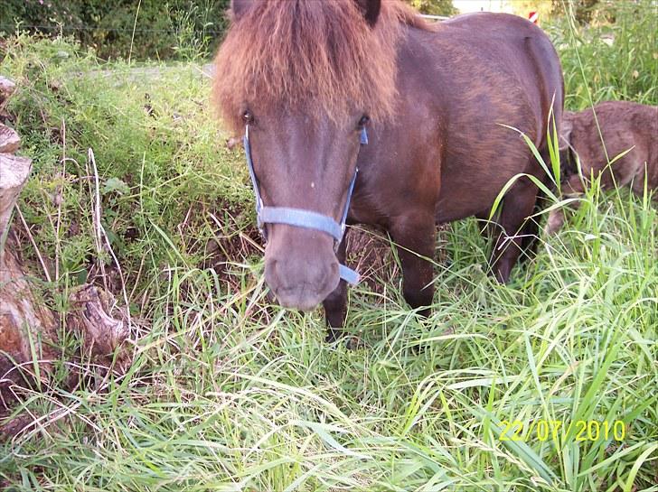 Shetlænder Esprit MS, SOLGT billede 3