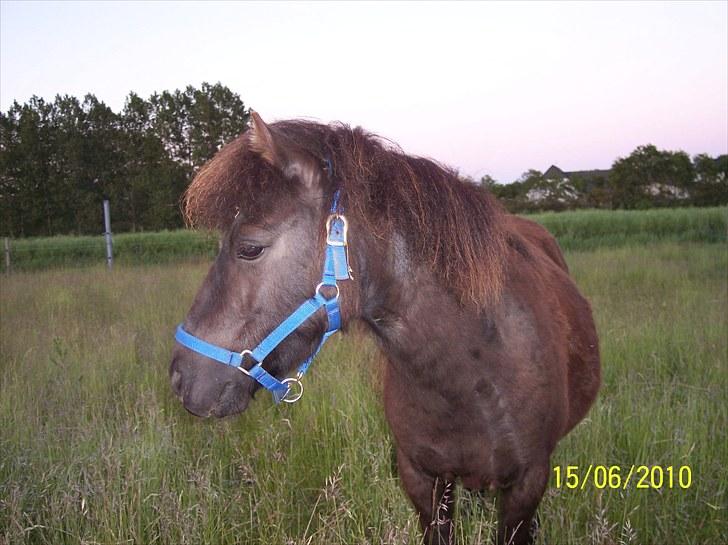 Shetlænder Esprit MS, SOLGT billede 4