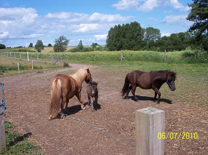 Shetlænder Esprit MS, SOLGT billede 5