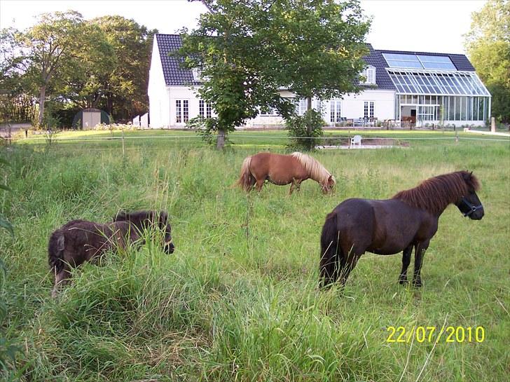 Shetlænder Esprit MS, SOLGT billede 6