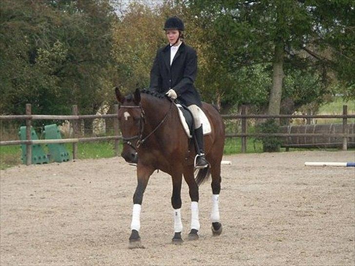 Belgisk varmblod Extasy C billede 3