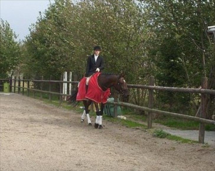 Belgisk varmblod Extasy C billede 2