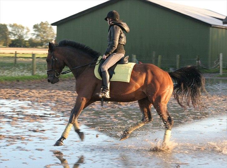 Belgisk varmblod Extasy C billede 1