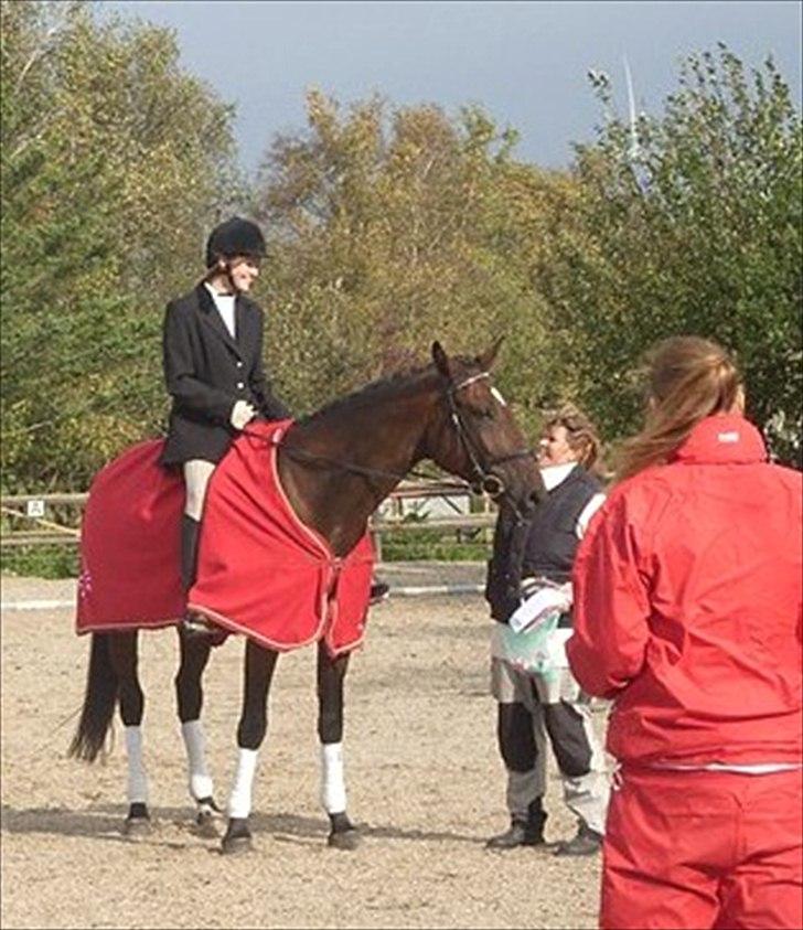 Belgisk varmblod Extasy C billede 4