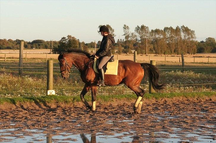 Belgisk varmblod Extasy C billede 5