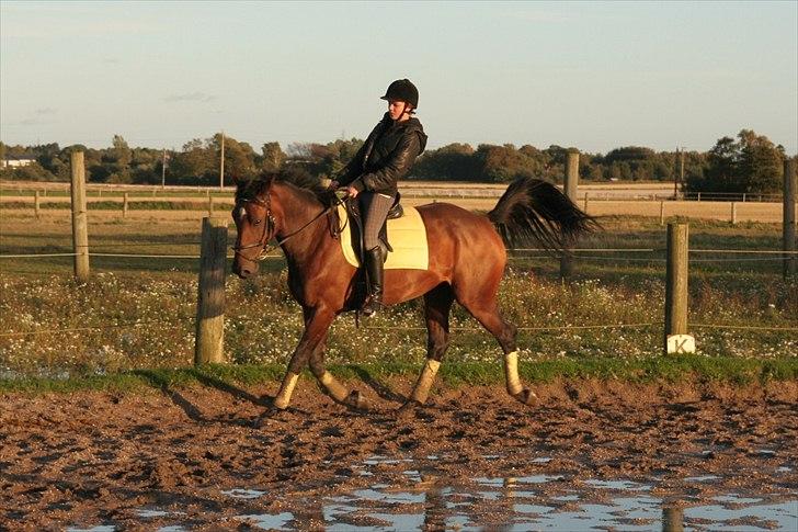 Belgisk varmblod Extasy C billede 6