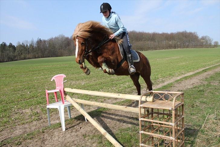 Islænder Idun fra Dynt - Springer 110 cm, foråret 2010. billede 6