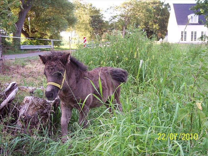 Shetlænder Ringemarkens Duchess billede 3