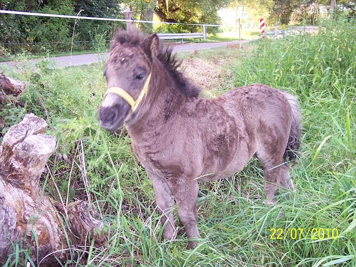 Shetlænder Ringemarkens Duchess billede 4