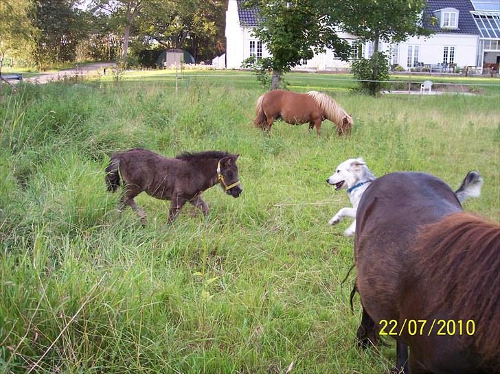 Shetlænder Ringemarkens Duchess billede 5