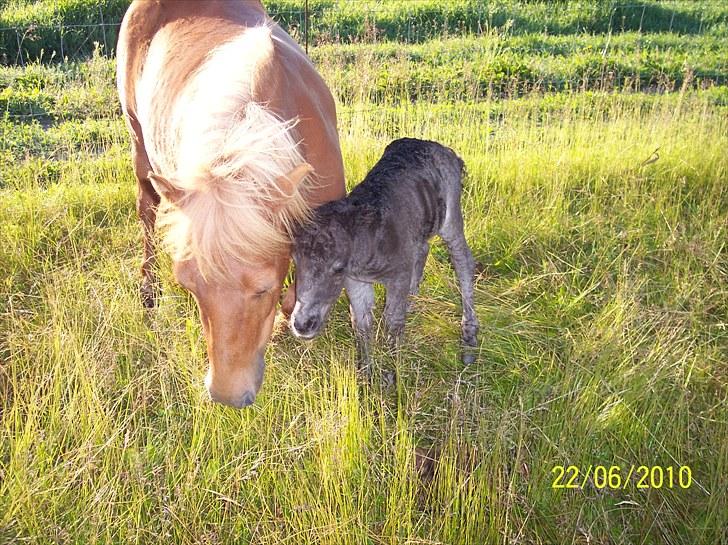 Shetlænder Ringemarkens Duchess billede 6
