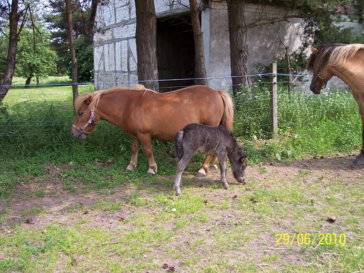 Shetlænder Ringemarkens Duchess billede 7