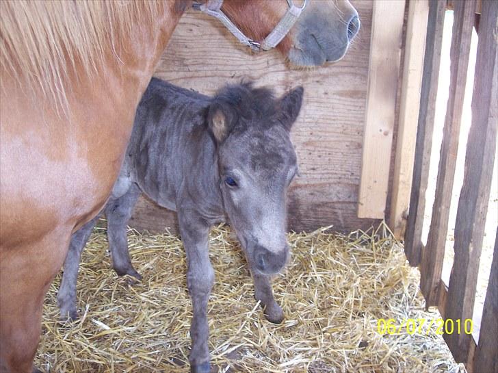 Shetlænder Ringemarkens Duchess billede 8