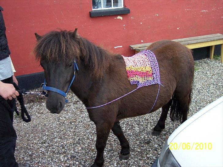 Shetlænder Esprit MS, SOLGT billede 7