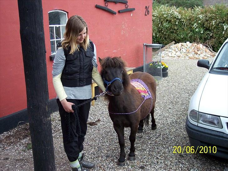 Shetlænder Esprit MS, SOLGT billede 8