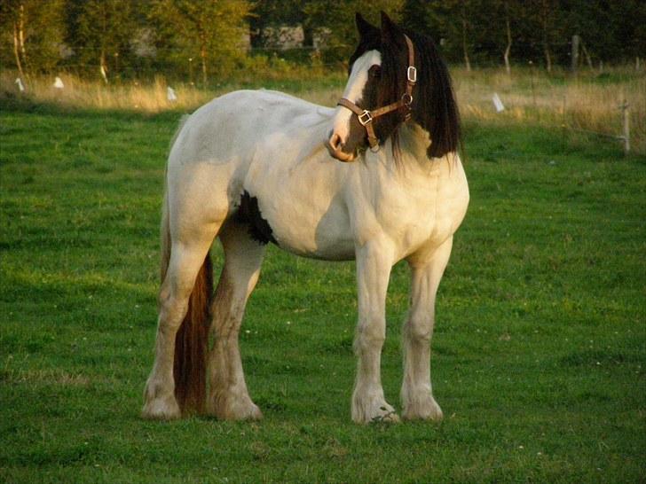 Irish Cob Beer's Vupsi of Tango billede 11