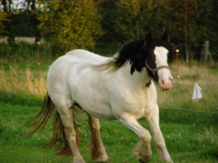 Irish Cob Beer's Vupsi of Tango billede 12