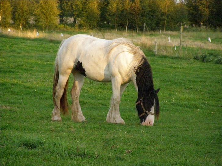 Irish Cob Beer's Vupsi of Tango billede 13