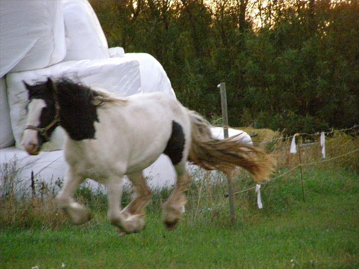 Irish Cob Beer's Vupsi of Tango billede 14