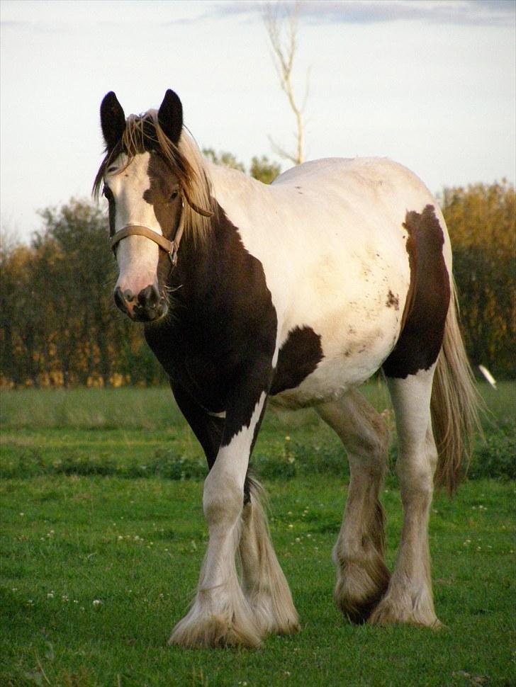 Irish Cob Princess Lynn *solgt* billede 12