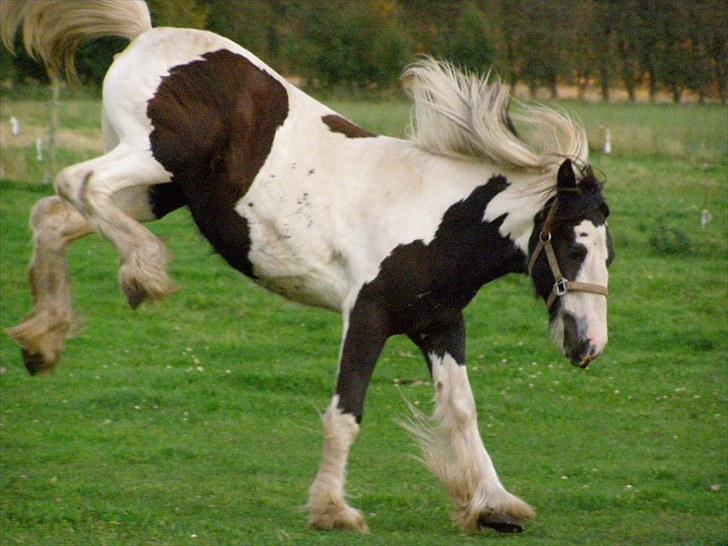 Irish Cob Princess Lynn *solgt* billede 13