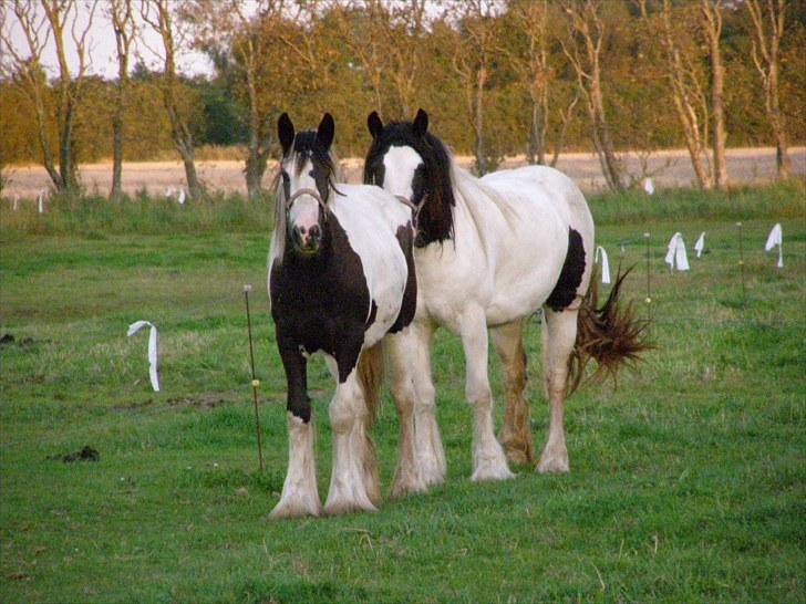 Irish Cob Princess Lynn *solgt* billede 14