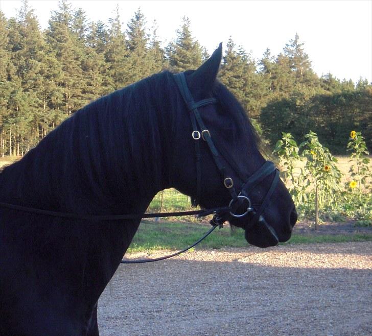 Frieser Dite Van Hedegaarden *HIMMELHEST* - Dite er rigtig sød at ride - bliver også redet af en pige på 9 år! billede 16