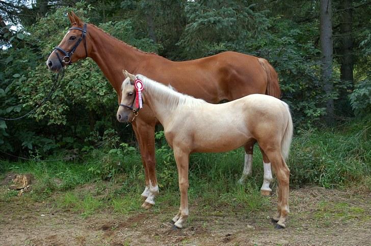 Palomino Digtergårdens Hard Rock - PSA Kåring i Vestbirk den 29/8 2010 med 8 i Helhed billede 1