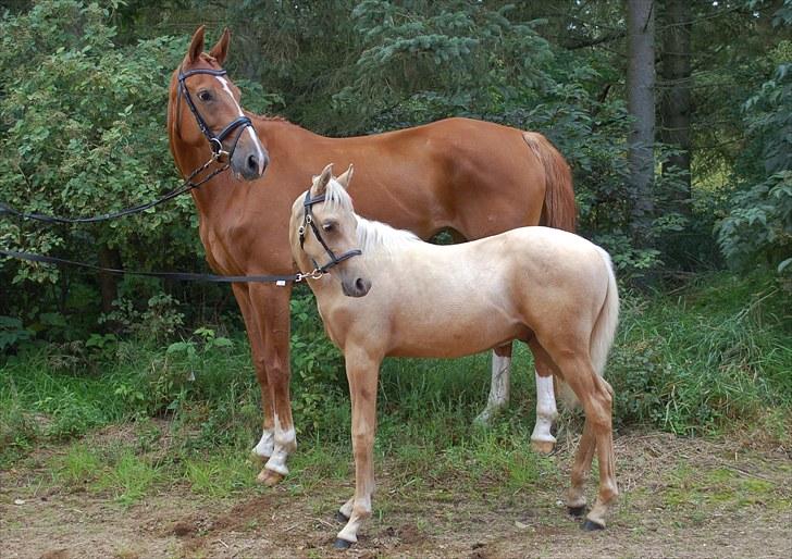 Palomino Digtergårdens Hard Rock - PSA Kåring i Vestbirk den 29/8 2010 med 8 i Helhed billede 2