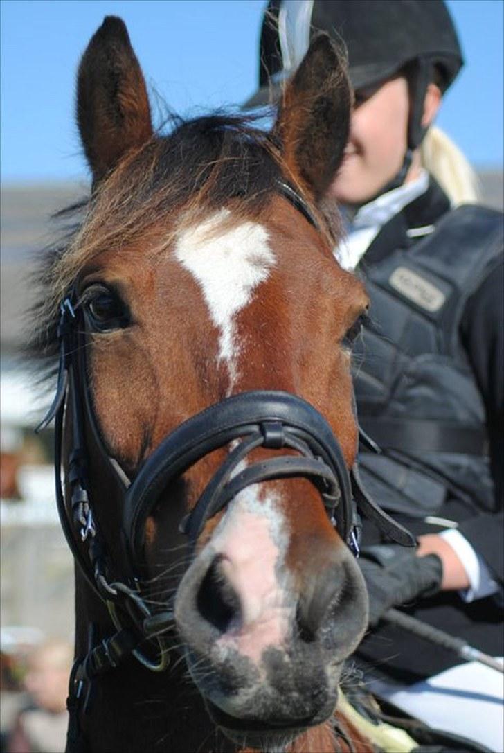 Anden særlig race  | Cantos Caballero - Til stævne :) KaJa Foto billede 17