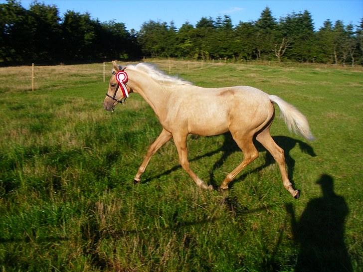 Palomino Digtergårdens Hard Rock - PSA Kåring i Vestbirk den 29/8 2010 med 8 i Helhed billede 4