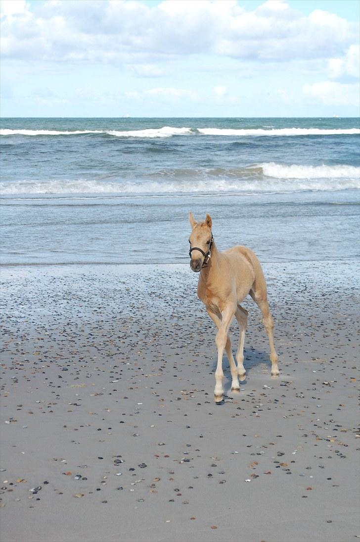 Palomino Digtergårdens Hard Rock - Digtergårdens Hard Rock ved Houstrup Strand 2010 billede 5