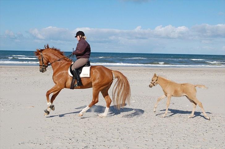 Palomino Digtergårdens Hard Rock - Digtergårdens Hard Rock ved Houstrup Strand 2010 billede 6