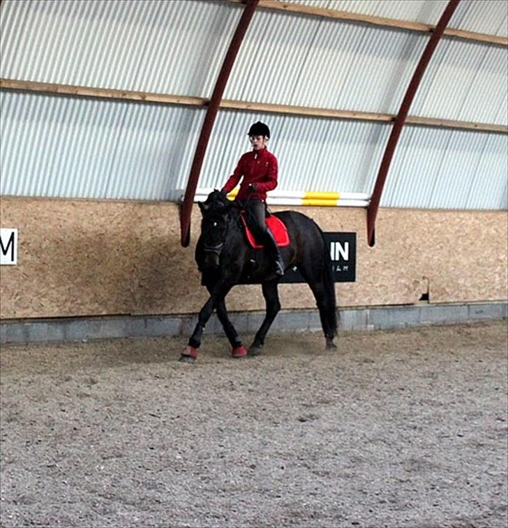 Anden særlig race Gillian (Solgt) - Iben(underviser) rider Gillian den 1. september da hun lige er kommet til Resenborghus :) billede 9