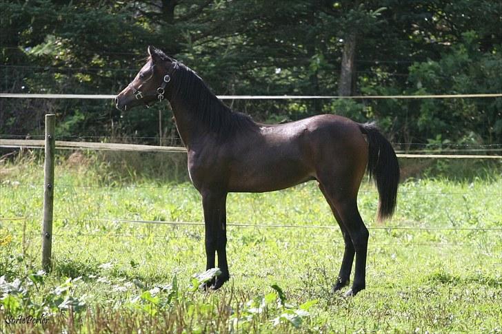 Welsh Pony (sec B) Barnhoeve's Beau (Bøv) - 24. august 2010 billede 8